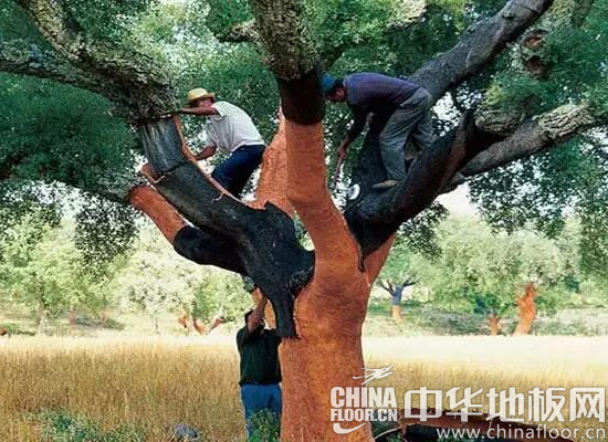 儿童房的绝佳选择 温和柔软的软木地板选购知识(图)